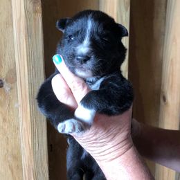 Raven - Agouti and white female Siberian Husky puppy in Thomasville, Georgia from Southern Blues Siberian Huskies