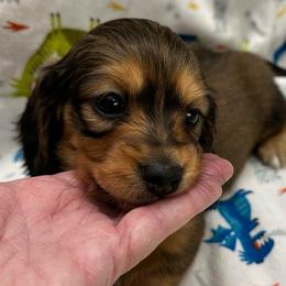 Olive - Red female Dachshund puppy in Griffin, Georgia from Always Trippin' Doxie Life