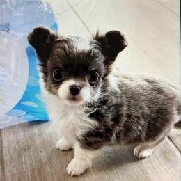 Girl A - Blue and white female Chihuahua puppy in Chino Valley, Arizona from Lane’s Little Long Coats