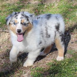 Natalie - Blue merle female Australian Shepherd puppy in Kansas, Oklahoma from Windy G Farm