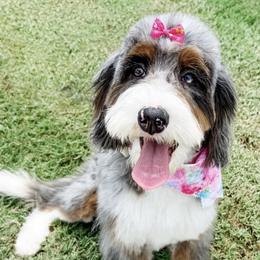 Poppy - Bernedoodle