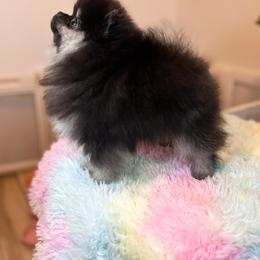 Pomeranian Puppies from Country Life Pomeranians