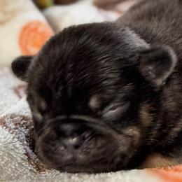 Koby - Tricolors male French Bulldog puppy in Germantown, Ohio from LaBelle Bulldogs