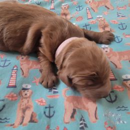 Girl 2 - Red  Goldendoodle puppy in Annandale, Minnesota from Pleasant Lake Doodles