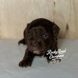 Buckwheat - Chocolate male Cavapoo puppy in Nashville, Arkansas from Rocky Road Puppies