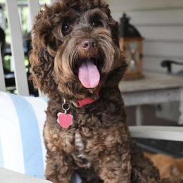 Pooh - Australian Labradoodle