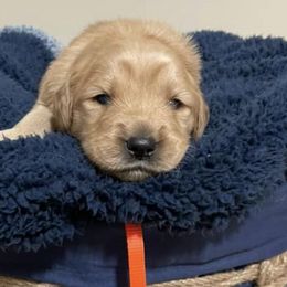Golden Retrievers from It’s A Golden Life