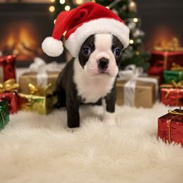 Brindle male - Black and white male Boston Terrier puppy in Madera Acres, California from Muggin Bostons Terriers and Mini Dachshund