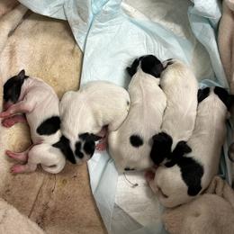 Papillon puppies from Anton's Papillons