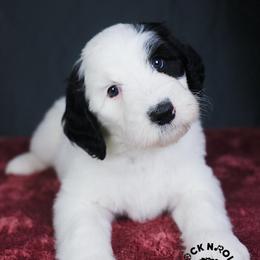 Benedict Bridgerton - Black and white male Sheepadoodle puppy in Edmond, Oklahoma from Rock N Roll Doodles