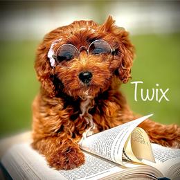 Cavapoo and Goldendoodle Puppies from Goldendoodles Utah| All sizes| Erda, Utah