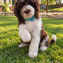 Blue Collar with prints - Brown and white male Aussiedoodle puppy in Albertville, Alabama from Home Sweet Home Doodles LLC