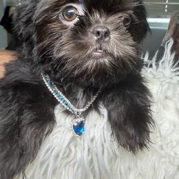 Majesty - Black male Shih Tzu puppy in Colorado Springs, Colorado from Shih Tzu’s  ‘N’ Love