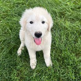 Male 5-ORANGE - White male Maremma Sheepdog puppy in New Auburn, Wisconsin from Cordell Corgis