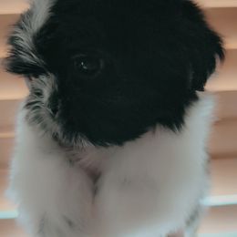 Boy 3 - Black and white male Shih Tzu puppy in Gig Harbor, Washington from Gig Harbor Shih Tzu's