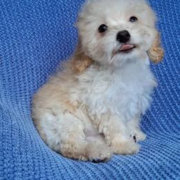 Leo - Apricot male Maltipoo puppy in Crestview, Florida from Little Cupcakes and Little Pumpkins Maltipoos