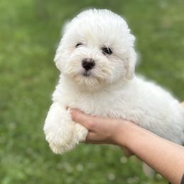 Coton de Tulear puppies from Four Lochs LLC