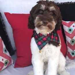 River - Australian Labradoodle