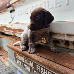 Rosie - White and liver female German Shorthaired Pointer puppy in Macclenny, Florida from Dillon's GSPs