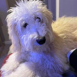 Bernedoodles from Mindys Doodles