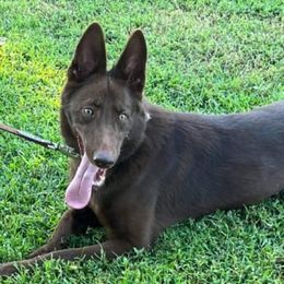 Caroline - German Shepherd