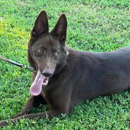 Caroline - German Shepherd