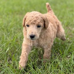 Mr Blue Collar (video) - Apricot male Poodle puppy in Screven, Georgia from Dreamland Standard Poodles