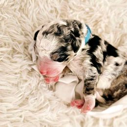 Bernedoodle Puppies from Daisy's Doodles