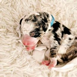 Bernedoodle Puppies from Daisy's Doodles