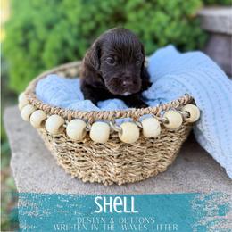 Shell - Chocolate female Goldendoodle puppy in Soddy Daisy, Tennessee from The W Doods