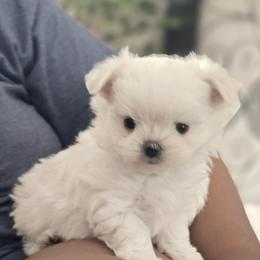 Maltese Puppies from T&C Maltese