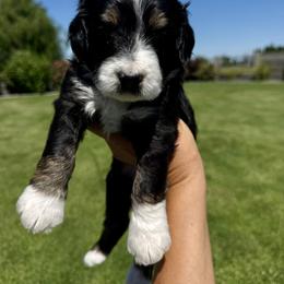 Bernedoodle Puppies from Burbank Bernedoodles