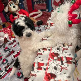 Australian Labradoodle Puppies from Golden Xpress Labradoodles