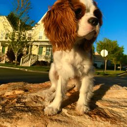 Cavalier King Charles Spaniel Puppies from Ellas.Pups