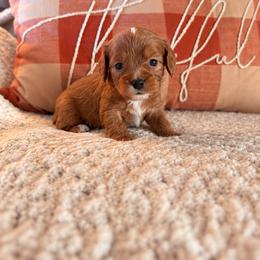 Spice - Red male Cavapoo puppy in Mayo, Florida from Kingston’s Cavaliers