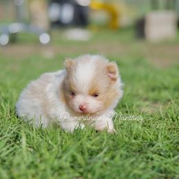 Prince - Chocolate merle male Pomeranian puppy in Saint Ignatius, Montana from Pomeranians Montana