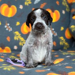 Purple Girl - Liver and white female German Wirehaired Pointer puppy in Reddick, Florida from Afterhours German Wirehaired Pointers and Basset Fauve de Bretagne