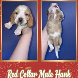 Red Collar - Red and white male Basset Hound puppy in Callao, Virginia from Walk The Line Basset Hounds