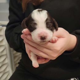 Liver Male - White and liver Brittany puppy in Rhoadesville, Virginia from HOMESCHOOLED BRITTANYS LLC