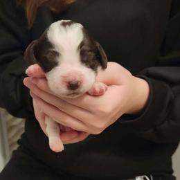 Liver Male - White and liver Brittany puppy in Rhoadesville, Virginia from HOMESCHOOLED BRITTANYS LLC