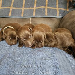 Girl 1 - Chocolate female Labrador Retriever puppy in Boyd, Minnesota from Lindley Labradors