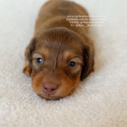 Teddy - Red male Dachshund puppy in Cape Coral, Florida from Dear Dachshunds