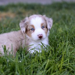 Australian Shepherd, Miniature American Shepherd, Miniature Australian Shepherd, and Toy Australian Shepherd Puppies from Painted Blue Aussies