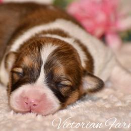 Cranberry - Red female Pembroke Welsh Corgi puppy in East Canton, Ohio from Victorian Farms