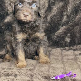DM - Chocolate male Australian Labradoodle puppy in Easley, South Carolina from Royal Diamond Labradoodles