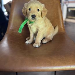 Green boy - Golden male Golden Retriever puppy in Piedmont, South Carolina from The Farm at Saluda Ridge