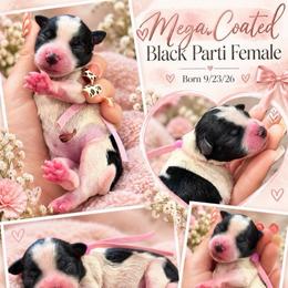 Maisie - Parti female Miniature Schnauzer puppy in Magalia, California from NorCal Schnauzers