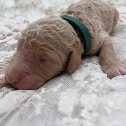 Poodle Puppies from Wild Suns Farm