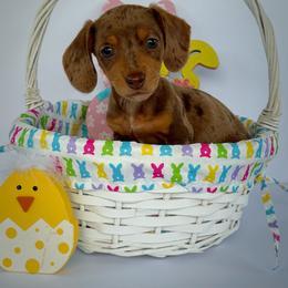 Dove - Dapple female Dachshund puppy in Waycross, Georgia from Willow Run Dachshund’s