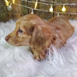 Cooper - Red male Dachshund puppy in Mountain Grove, Missouri from Callaway Country Dachshunds